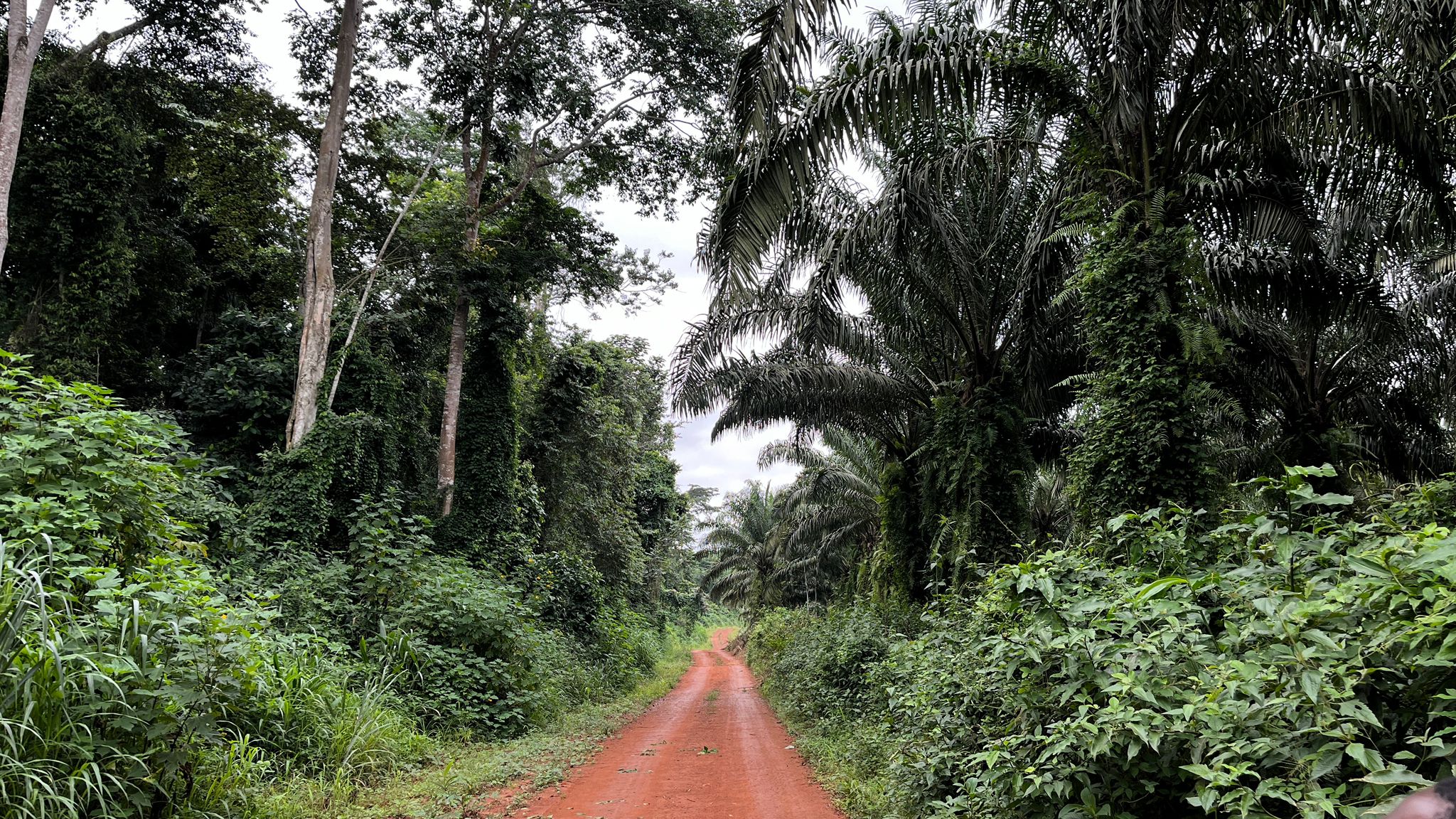A warehouse in a tropical forest view from the top