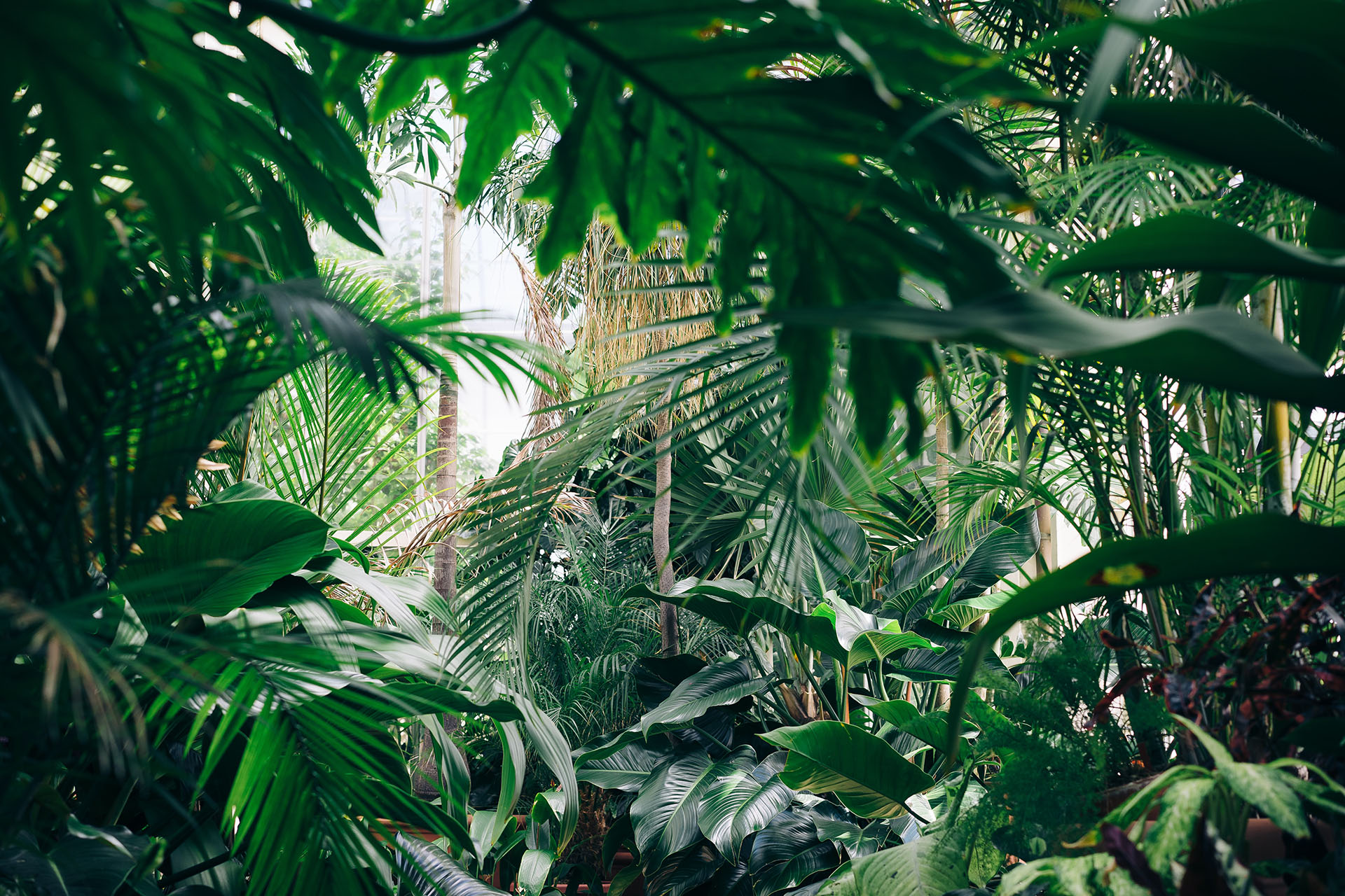 Africa's rainforest photo, with various trees and plants
